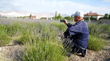 Yeşilburç’ta Lavanta Bahçesiyle Ekonomi ve Turizm Canlanıyor